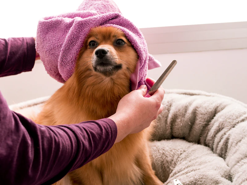 Wag & Whistle Grooming pet grooming, example photo 2