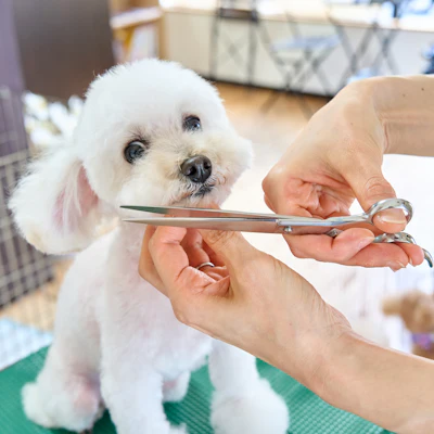 Wag & Whistle Grooming, a fictional pet grooming — Clean dog. Happy dog. Same groomer every time.