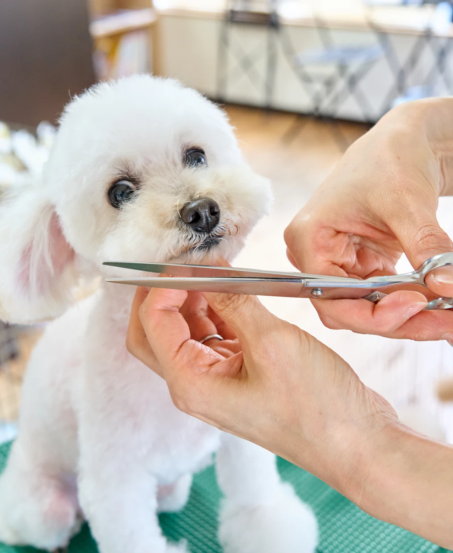 Wag & Whistle Grooming, a fictional pet grooming — Clean dog. Happy dog. Same groomer every time.
