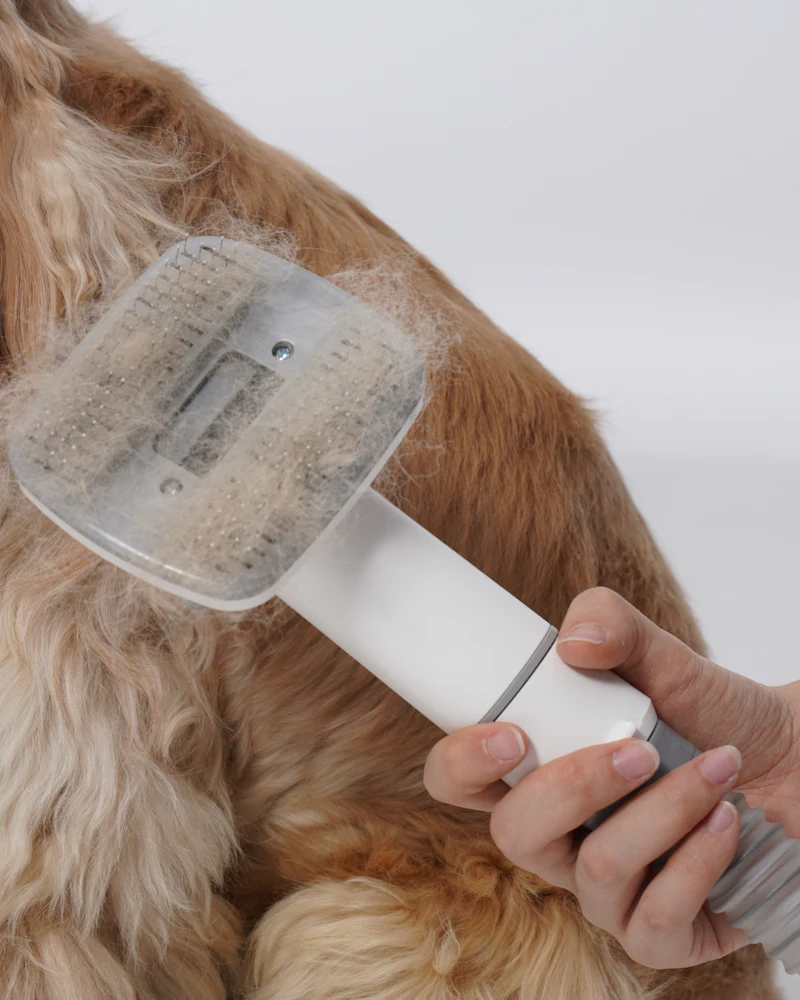 Wag & Whistle Grooming pet grooming, example photo 3